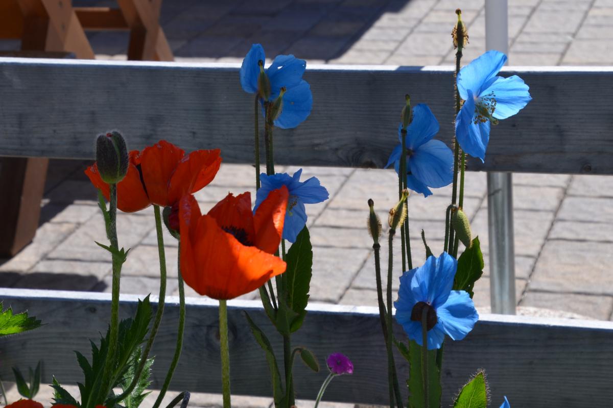 Latschenoelbrennerei und Platzer Alm 23.07.2019